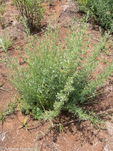 Teucrium trifidum — photo