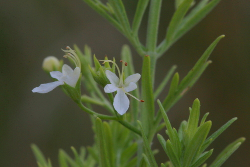 Teucrium trifidum