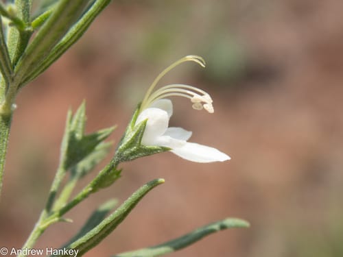 Teucrium trifidum — photo