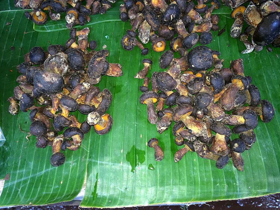 Thaeogyroporus porentosus
