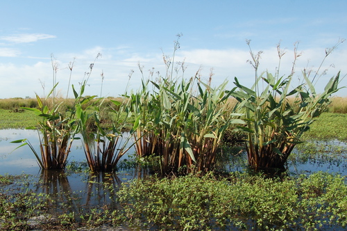 Thalia geniculata (Alligator flag) — photo