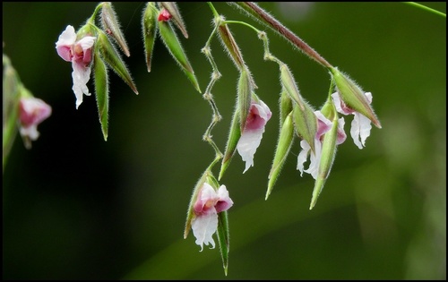 Thalia geniculata (Alligator flag) — photo