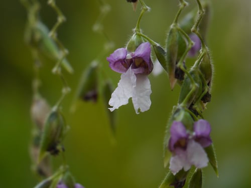 Thalia geniculata