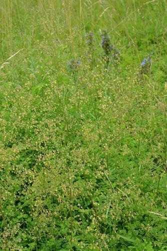 Thalictrum minus (Lesser meado-rue) — photo