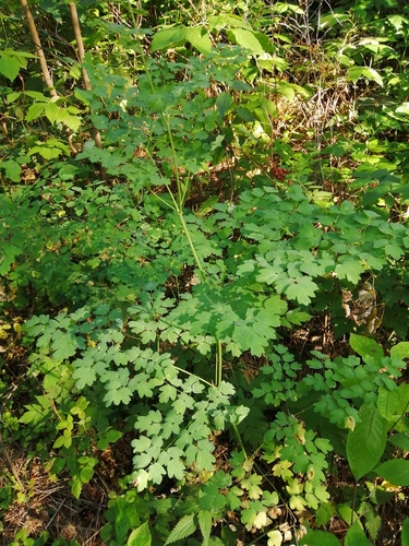 Thalictrum minus var. hypoleucum — photo