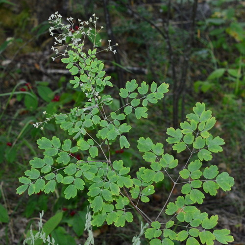 Thalictrum minus var. hypoleucum — photo