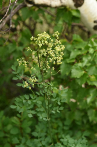 Thalictrum minus var. microphyllum