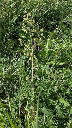 Thalictrum minus