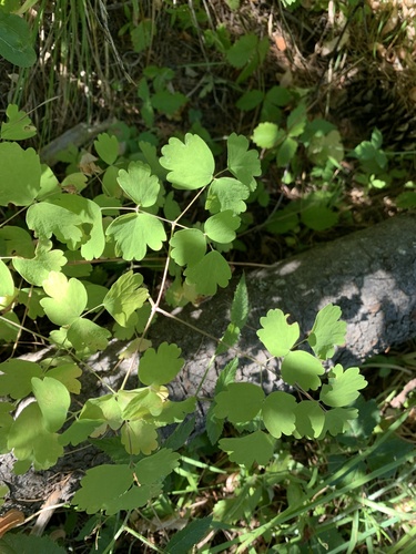 Thalictrum occidentale (Western meadowrue) — photo