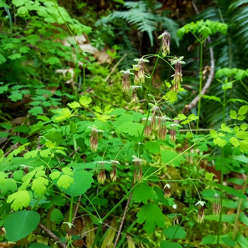 Thalictrum occidentale (Western meadowrue) — photo