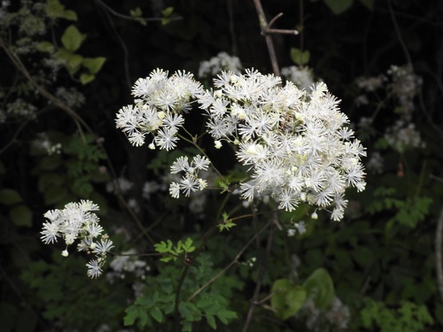 Thalictrum pubescens — photo