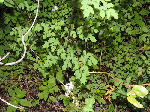 Thalictrum pubescens — photo