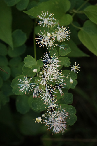 Thalictrum pubescens