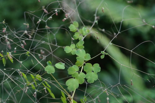 Thalictrum rhynchocarpum