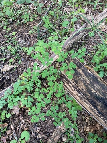 Thalictrum rhynchocarpum — photo