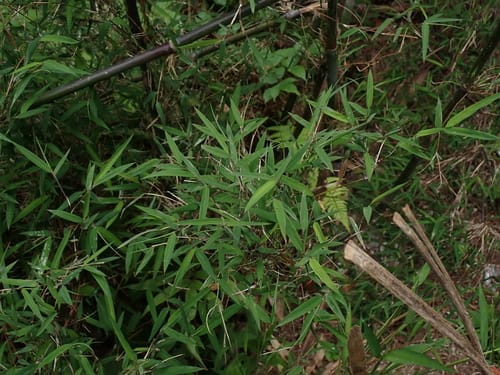 Thamnocalamus spathiflorus (Spathe bamboo) — photo