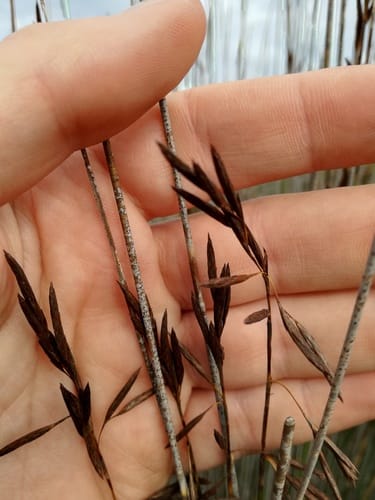 Thamnochortus insignis — photo