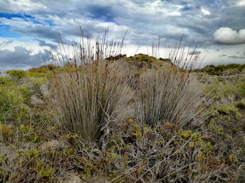 Thamnochortus insignis — photo