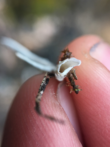 Thamnolia subuliformis — photo