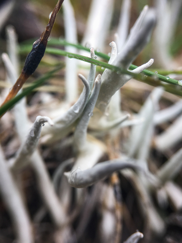 Thamnolia subuliformis — photo