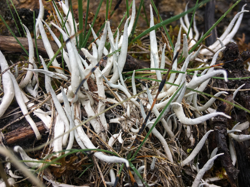 Teloschistaceae