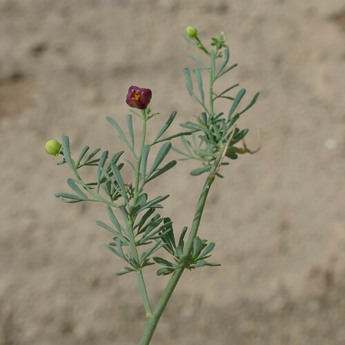 Thamnosma africana