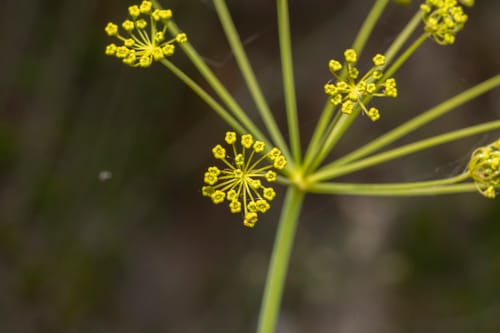 Thapsia asclepium — photo