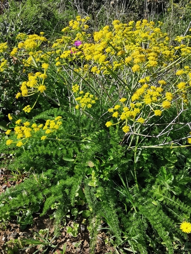 Thapsia asclepium