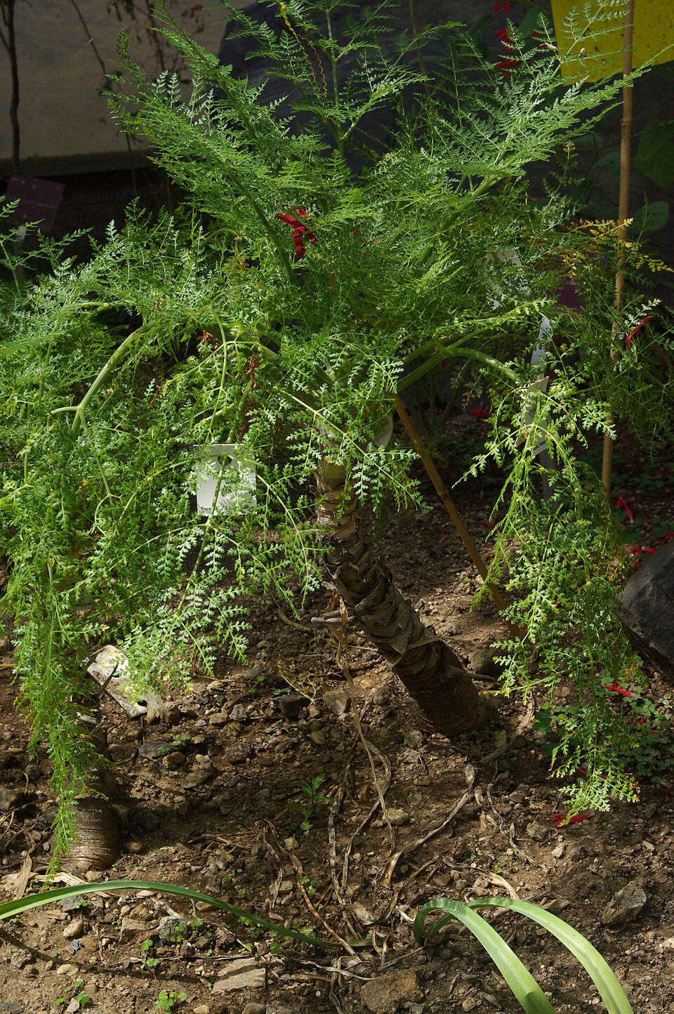 Thapsia moniza (Carrot tree) — photo