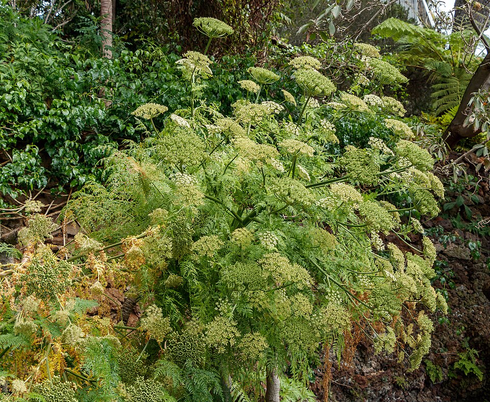 Thapsia moniza