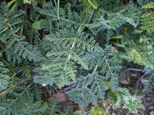 Thapsia villosa — photo