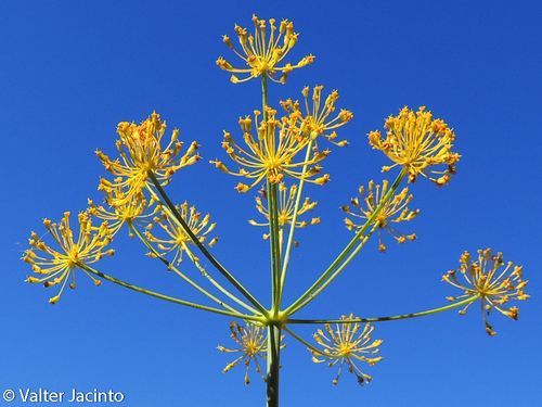 Thapsia villosa