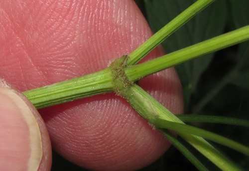 Thaspium barbinode — photo