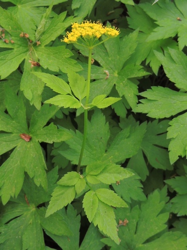 Thaspium barbinode — photo