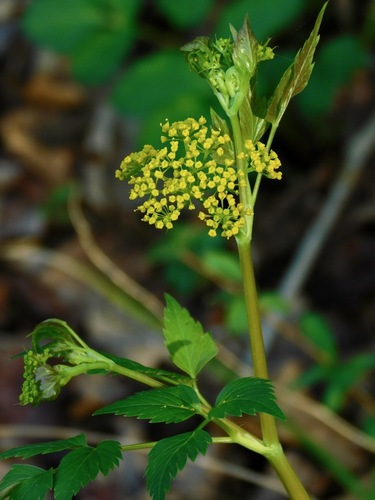 Thaspium barbinode