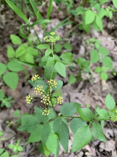 Thaspium trifoliatum — photo