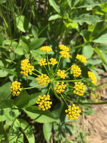 Thaspium trifoliatum — photo