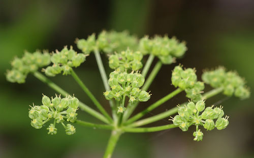 Thaspium trifoliatum