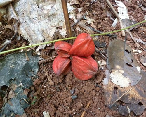 Thaumatococcus daniellii (Miraculous fruit) — photo