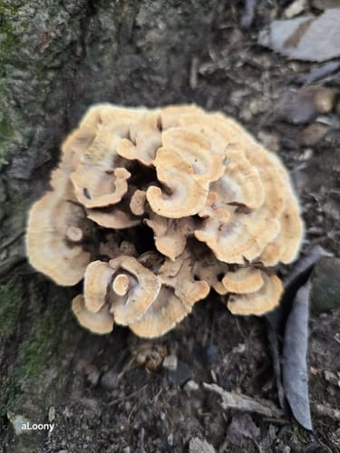 Thelephora aurantiotincta — photo