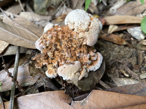 Thelephora aurantiotincta