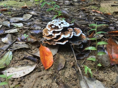 Thelephora aurantiotincta — photo