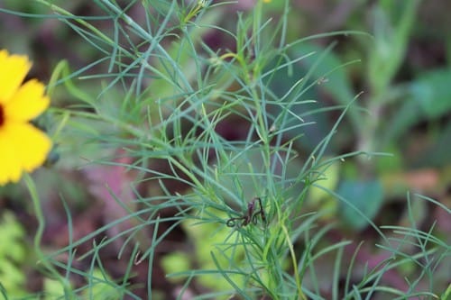 Thelesperma filifolium (Showy Navajo tea) — photo