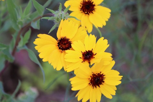 Thelesperma filifolium