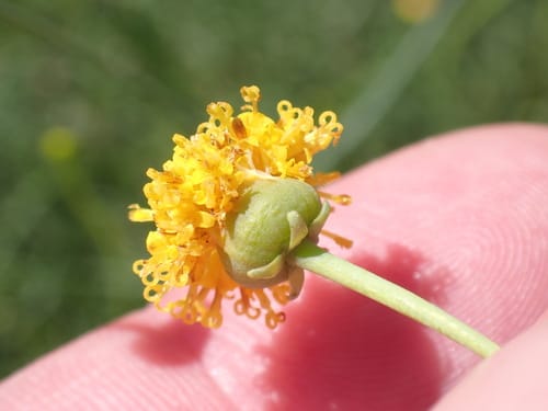 Thelesperma longipes (Navajo tea) — photo