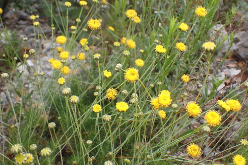 Thelesperma longipes