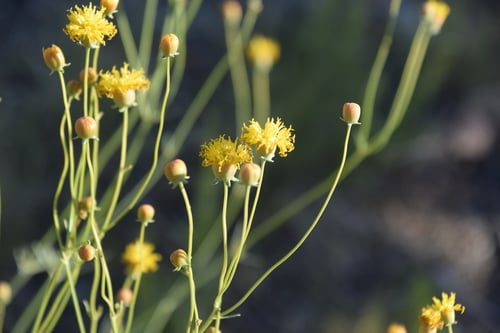 Thelesperma megapotamicum (Hopi tea) — photo