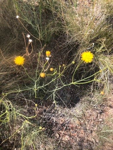 Thelesperma megapotamicum (Hopi tea) — photo