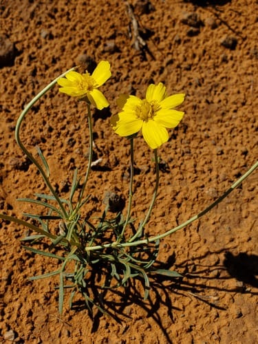 Thelesperma subnudum (Sand fringepod) — photo