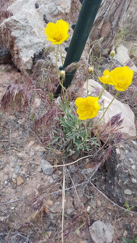 Thelesperma subnudum